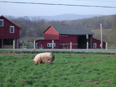 Pigasso Farm